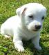 Jack Russell Terrier Puppies for sale in Cambridge, MA, USA. price: NA