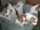 Jack Russell Terrier Puppies for sale in Milwaukee, WI 53201, USA. price: NA