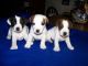 Jack Russell Terrier Puppies for sale in 58503 Rd 225, North Fork, CA 93643, USA. price: NA