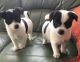 Jack Russell Terrier Puppies for sale in Miami Gardens, FL, USA. price: NA