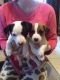 Jack Russell Terrier Puppies for sale in Oklahoma City, OK 73101, USA. price: NA