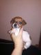 Jack Russell Terrier Puppies for sale in US-130, North Brunswick Township, NJ 08902, USA. price: NA