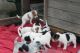 Jack Russell Terrier Puppies for sale in Evanston, IL, USA. price: NA