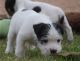 Jack Russell Terrier Puppies for sale in Pottsboro, TX 75076, USA. price: NA