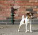 Jack Russell Terrier Puppies for sale in OR-99W, McMinnville, OR 97128, USA. price: $400