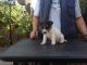 Jack Russell Terrier Puppies for sale in California Ave, Joint Base Andrews, MD 20762, USA. price: $300