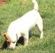 Jack Russell Terrier Puppies for sale in TX-121, Blue Ridge, TX 75424, USA. price: NA