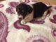 Jack Russell Terrier Puppies for sale in Kentucky Dam, Gilbertsville, KY 42044, USA. price: NA