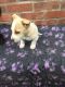 Jack Russell Terrier Puppies for sale in Beaverton, OR, USA. price: $500