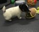 Jack Russell Terrier Puppies for sale in Fort Worth, TX, USA. price: NA
