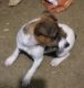 Jack Russell Terrier Puppies for sale in Spotsylvania Courthouse, VA, USA. price: NA