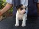 Jack Russell Terrier Puppies for sale in 340 S 600 W, Salt Lake City, UT 84101, USA. price: NA
