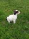Jack Russell Terrier Puppies for sale in Austin, TX, USA. price: NA