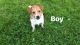 Jack Russell Terrier Puppies for sale in Anderson, IN, USA. price: NA
