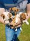 Jack Russell Terrier Puppies for sale in White Hall, AR 71602, USA. price: $500