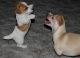 Jack Russell Terrier Puppies for sale in New Orleans, LA, USA. price: $400