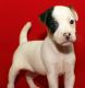Jack Russell Terrier Puppies for sale in Seattle, WA, USA. price: $650