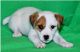 Jack Russell Terrier Puppies for sale in San Jose, CA 95113, USA. price: NA