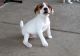 Jack Russell Terrier Puppies for sale in Dover, DE, USA. price: $500