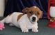 Jack Russell Terrier Puppies for sale in San Bernardino, CA, USA. price: NA