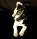 Jack Russell Terrier Puppies for sale in Bristol, ME, USA. price: NA