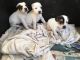 Jack Russell Terrier Puppies for sale in Allen St, New York, NY 10002, USA. price: NA
