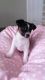Jack Russell Terrier Puppies for sale in Sacramento, CA, USA. price: $600