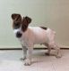Jack Russell Terrier Puppies for sale in CA-1, Mill Valley, CA 94941, USA. price: NA