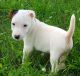 Jack Russell Terrier Puppies for sale in Garden City, ID, USA. price: NA