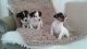 Jack Russell Terrier Puppies for sale in Delaware, OH 43015, USA. price: NA