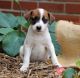 Jack Russell Terrier Puppies for sale in Albuquerque, NM 87101, USA. price: NA