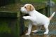 Jack Russell Terrier Puppies for sale in Silver Spring, MD, USA. price: NA