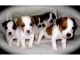 Jack Russell Terrier Puppies for sale in California Rd, Mt Vernon, NY 10552, USA. price: NA