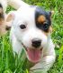 Jack Russell Terrier Puppies for sale in San Francisco, CA, USA. price: NA