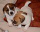 Jack Russell Terrier Puppies for sale in Manchester, NH, USA. price: NA