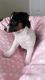 Jack Russell Terrier Puppies for sale in Boston, MA, USA. price: NA