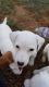 Jack Russell Terrier Puppies for sale in La Puente, CA 91744, USA. price: $709