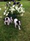 Jack Russell Terrier Puppies for sale in Las Vegas, NV 89109, USA. price: NA