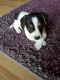 Jack Russell Terrier Puppies for sale in Chicago, IL, USA. price: $500