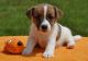 Jack Russell Terrier Puppies for sale in Los Angeles, CA, USA. price: NA