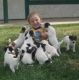Jack Russell Terrier Puppies for sale in Indianapolis Blvd, Hammond, IN, USA. price: NA