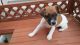 Jack Russell Terrier Puppies for sale in Birdsboro, PA 19508, USA. price: NA