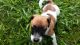 Jack Russell Terrier Puppies for sale in Birdsboro, PA 19508, USA. price: $200