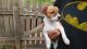 Jack Russell Terrier Puppies for sale in Birdsboro, PA 19508, USA. price: NA