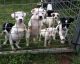Jack Russell Terrier Puppies for sale in California St, San Francisco, CA, USA. price: NA