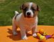 Jack Russell Terrier Puppies for sale in Charleston, SC 29401, USA. price: NA