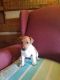 Jack Russell Terrier Puppies for sale in Mill Creek, PA, USA. price: NA