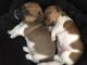 Jack Russell Terrier Puppies for sale in Dublin, OH, USA. price: NA