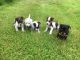 Jack Russell Terrier Puppies for sale in San Francisco, CA, USA. price: NA