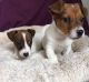 Jack Russell Terrier Puppies for sale in California Ave, Windsor, ON, Canada. price: NA